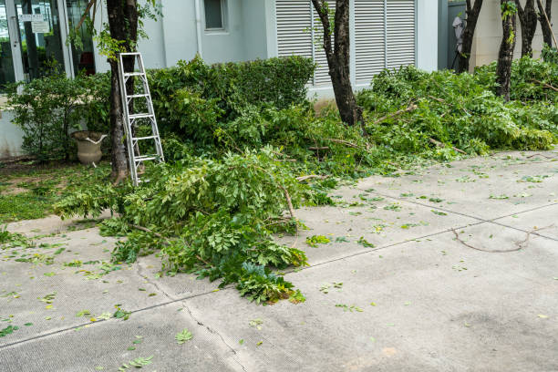 Best Tree Removal  in USA